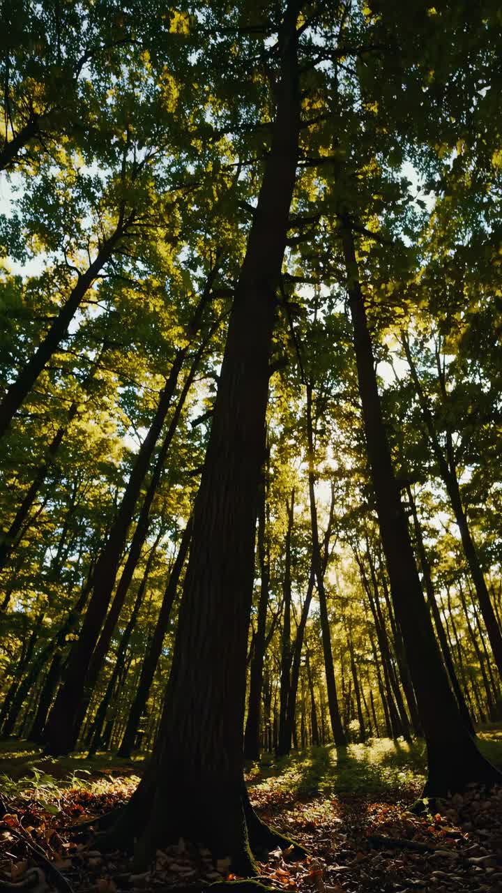 A low-angle video shot captures towering trees in a lush forest, with sunlight filtering