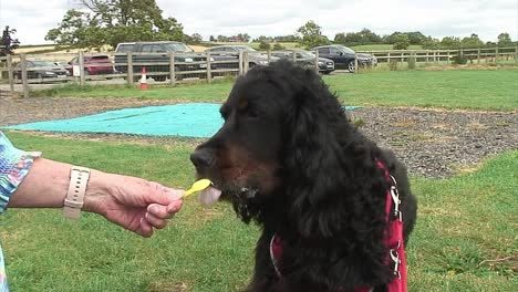 angus, un perro gordon setter de 8 años, disfrutando de un helado de vainilla que le dan de una pequeña cuchara de plástico en una tarde muy cálida.