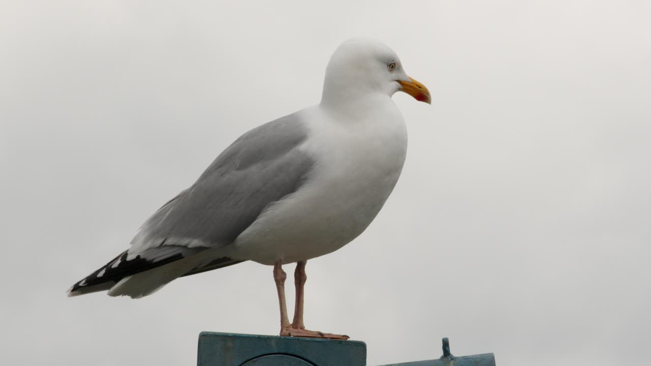 mid shot of white, headed gull seagull Taking off on vandalised, seaside binoculars