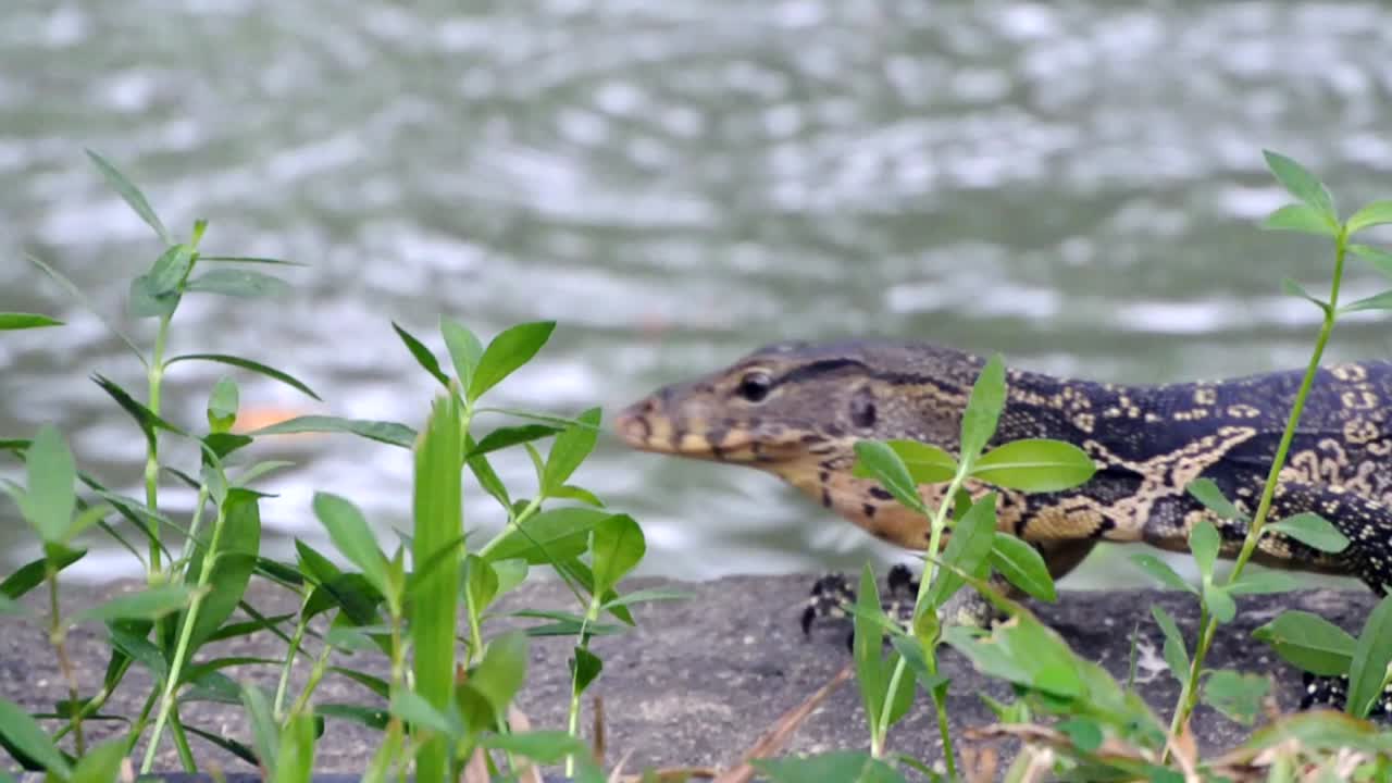 gran lagarto monitor caminando a lo largo de la orilla del río en un parque del centro de la ciudad bajo la lluvia