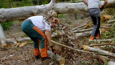 lumberjacks working in the forest 4k