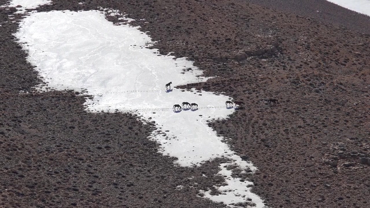 Piccolo branco di cavalli selvaggi al pascolo su un pendio montano innevato