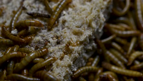 the mealworm is a species of darkling beetle used to feed pets like fish, snakes, birds, and frogs