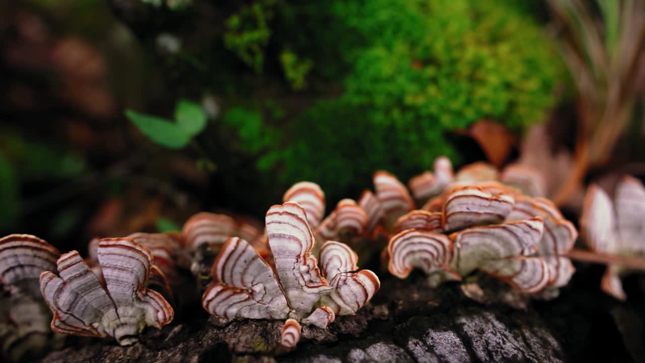 숲 속 의 건조 한 나무 줄기 에서 자라는 버섯