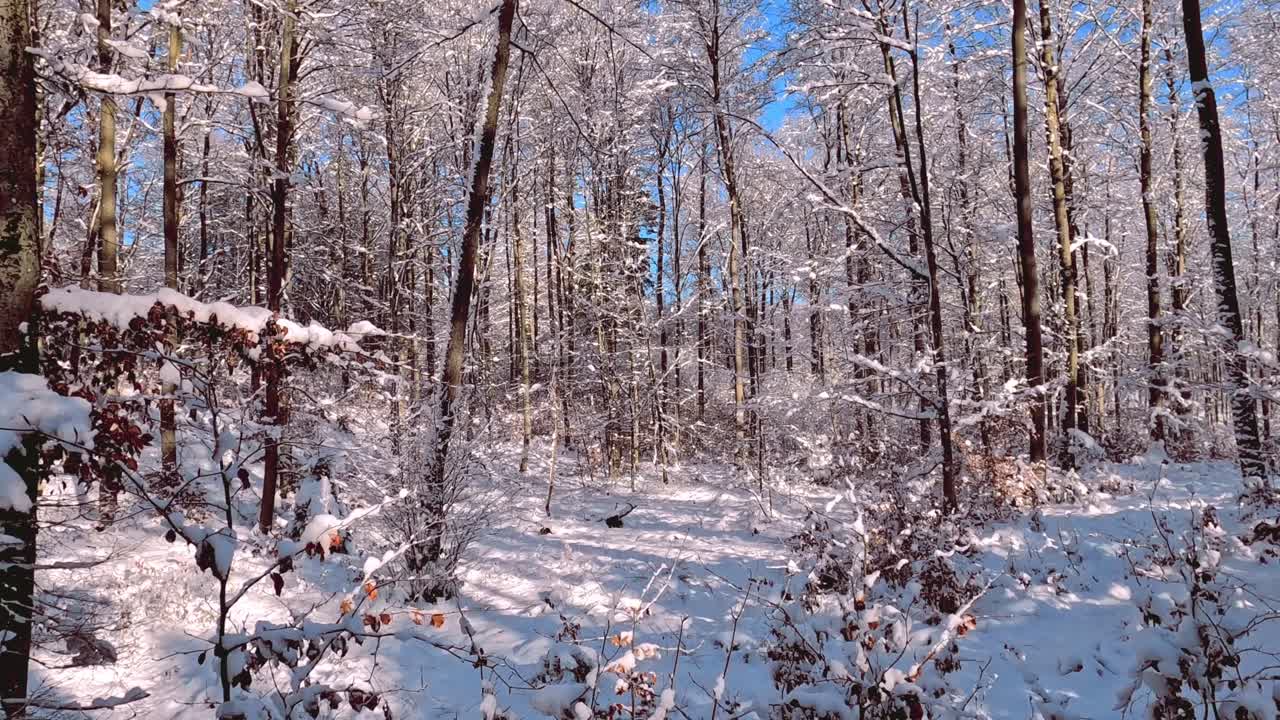 Panoramica di una foresta innevata dell'Europa centrale, Polonia, Kartuzy