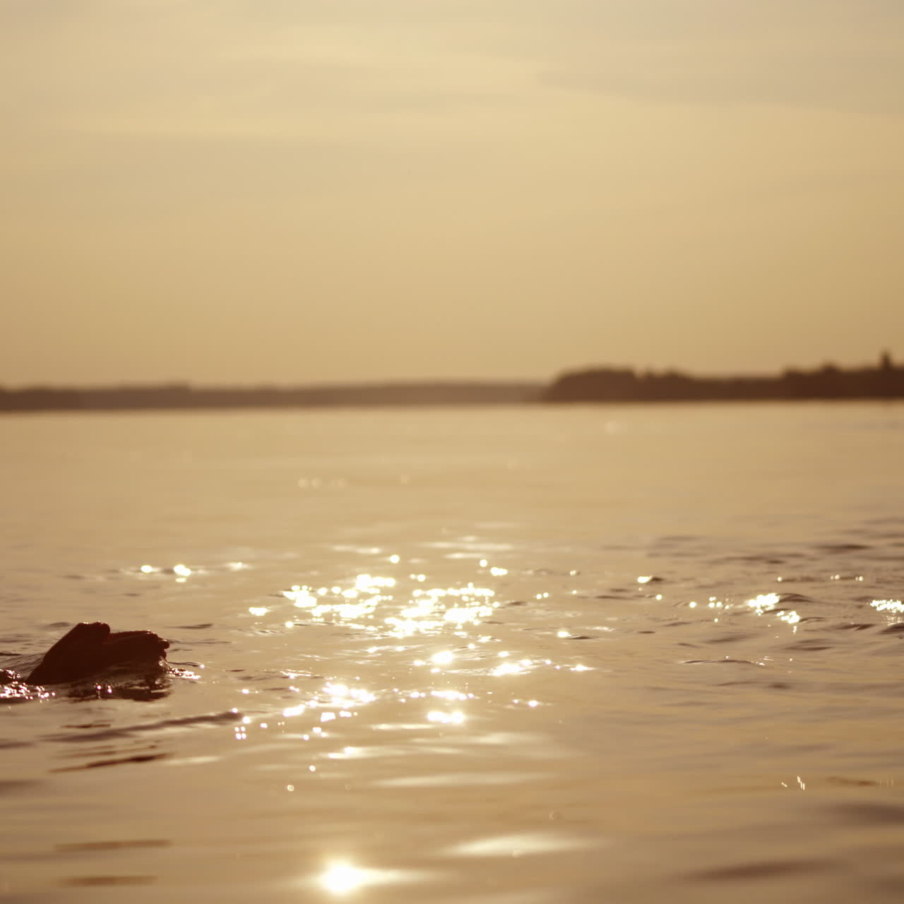 Boys are diving in the evening river at sunset. Silhouette of two kids swim under water in the evening during summer holidays.