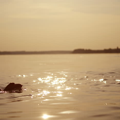boys are diving in the evening river at sunset. silhouette of two kids swim under water in the evening during summer holidays.