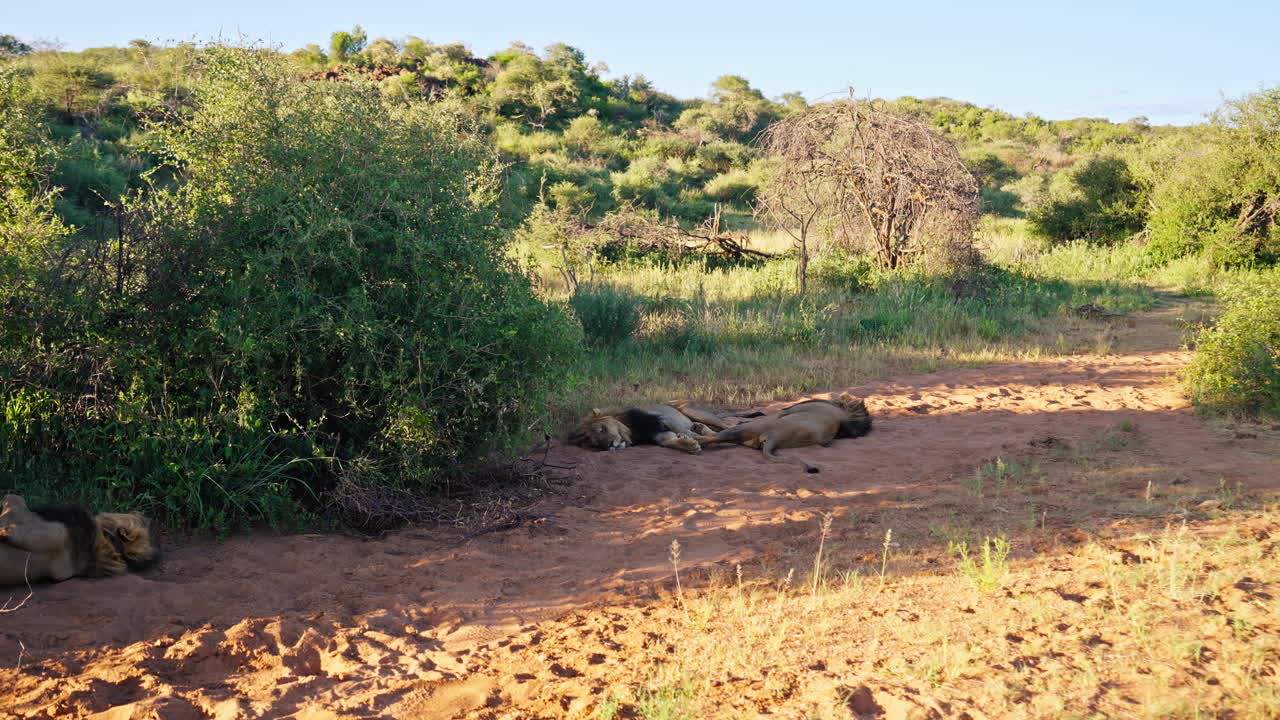 Lions Resting in the African Savanna