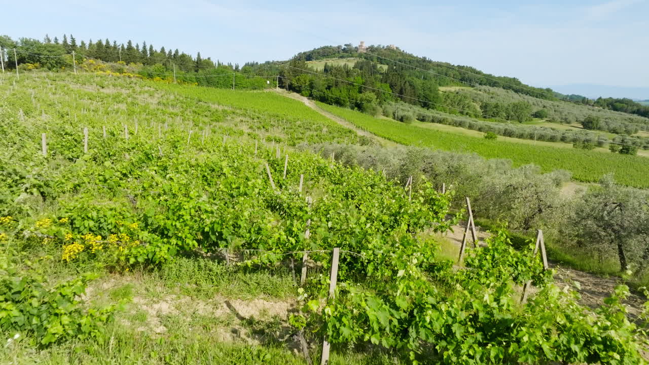 Aerial view over rows of grapevine, early summer day in sunny Tuscany, Italy