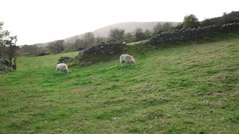two grazing sheep on a grassy hill