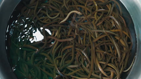 eels in a bowl