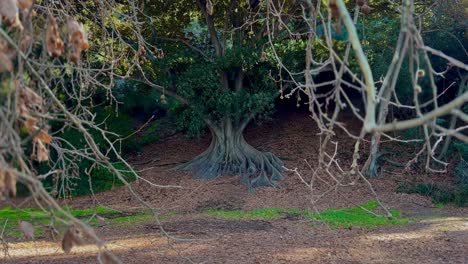 Looking-through-branches-to-Moreton-Bay-tree-roots-in-autumn,-Perth-Western-Australia