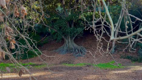 Looking through branches to Moreton Bay tree roots in autumn, Perth Western Australia