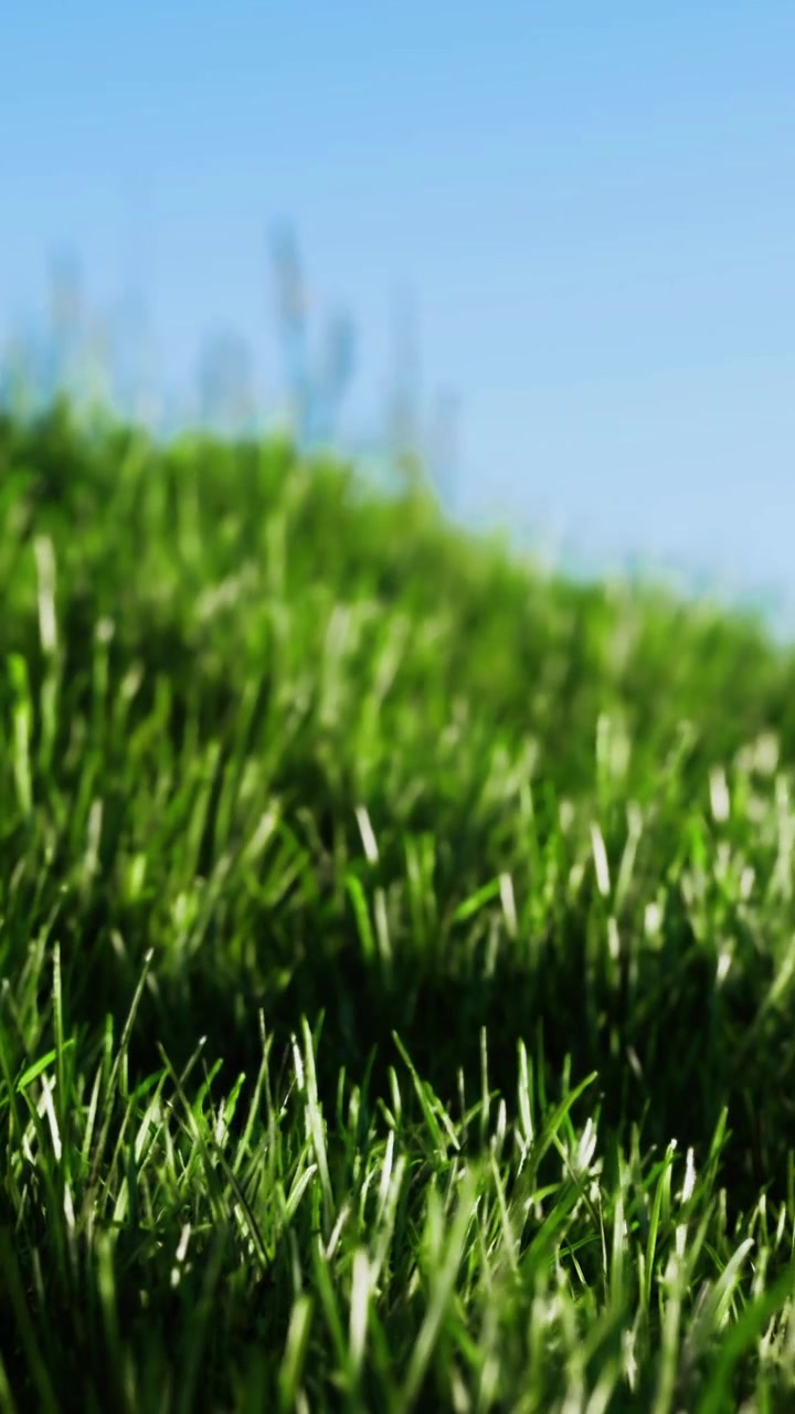 Césped verde vibrante reluce bajo el cielo azul brillante en un día soleado.