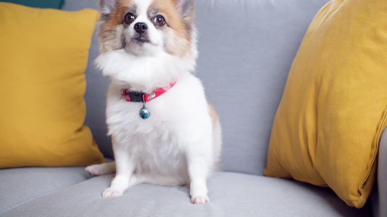 치와와와 포메라니안 개 귀여운 애완 동물은 거실에 좌석 소파 가구 인테리어 장식이 있는 집에서 행복한 미소를 짓습니다