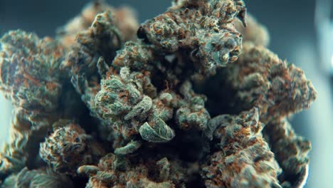 A-macro-cinematic-epic-shot-of-a-cannabis-plant,-hybrid-orange-strains,-Indica-,marijuana-flower,-on-a-360-rotating-stand,-Full-HD,-super-slow-motion,-120-fps,-studio-lighting
