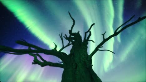 a dark silhouette of the leafless tree against the aurora-lit sky