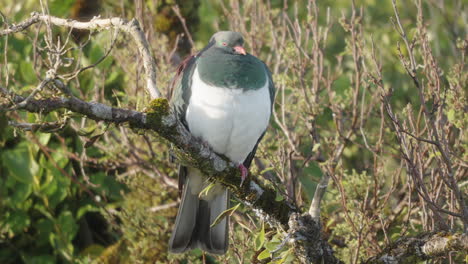 paloma de madera kereru posada en la rama - de cerca