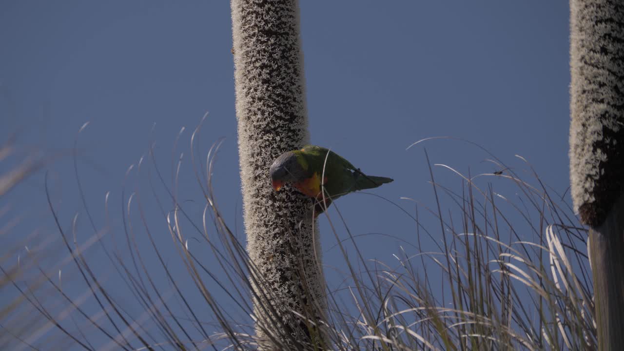 ataques de lorikeet arcoíris por abejas melíferas mientras se alimentan de las flores de xanthorrhoea con cielo azul en el fondo - retiro de la selva tropical de o'reilly - costa dorada, qld, australia