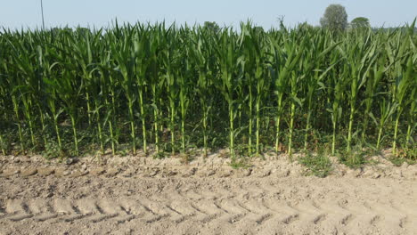 Agricultura-De-Maíz-Cultivo-Campo-Orgánico,-Granja-De-Plantas