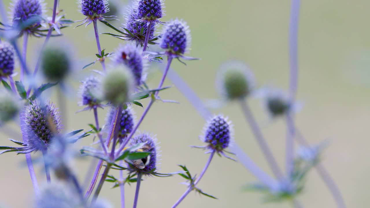 A bumblebee moves among vibrant lavender flowers in a spring garden, collecting pollen. Soft natural lighting and shallow depth of field create a tranquil mood