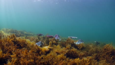 giant australian cuttlefish sepia apama migration whyalla south australia 4k slow motion, mating, laying eggs, fighting, aggregation, underwater