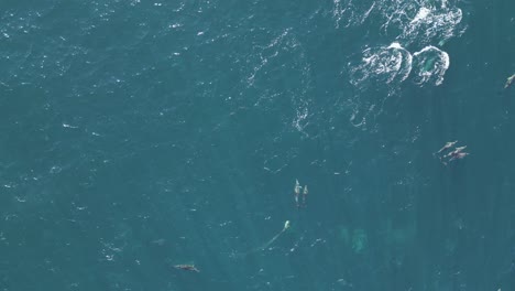 Large-school-or-pod-of-dolphins-swimming-in-the-Pacific-Ocean-coastline-at-Maroubra-Beach,-Sydney,-Australia