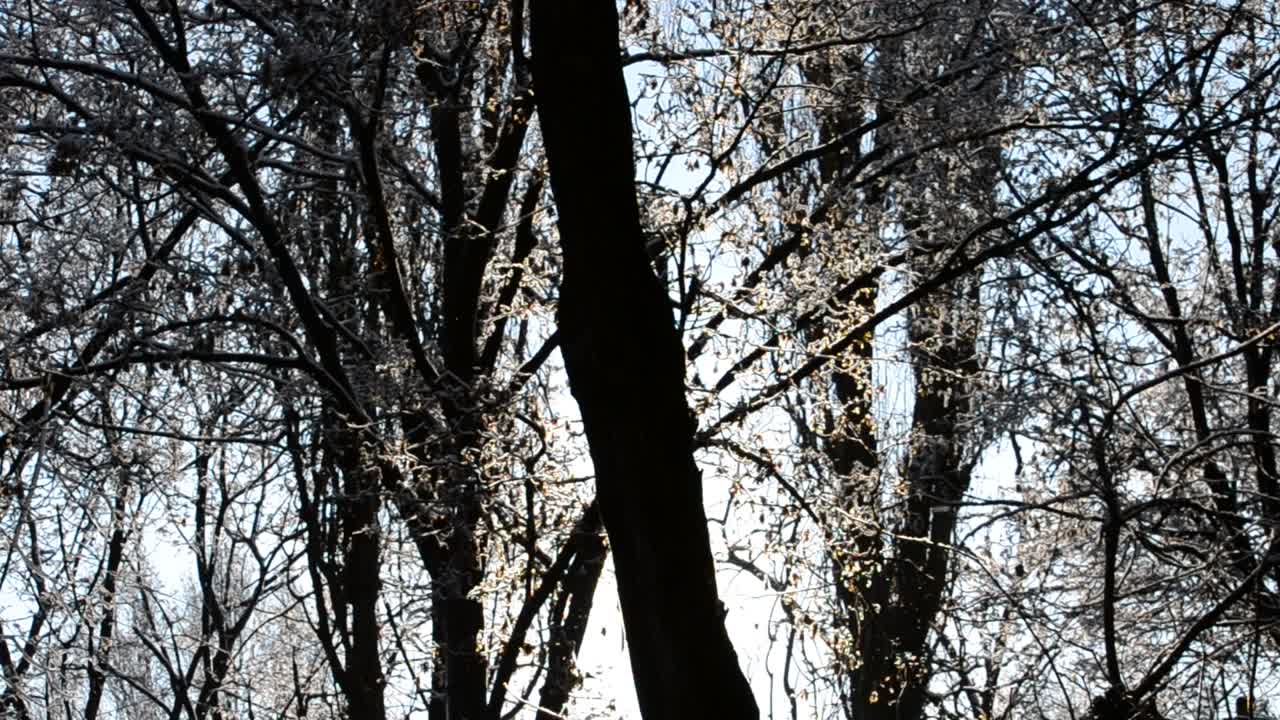 Magic rays of the sun fall on the branches of trees