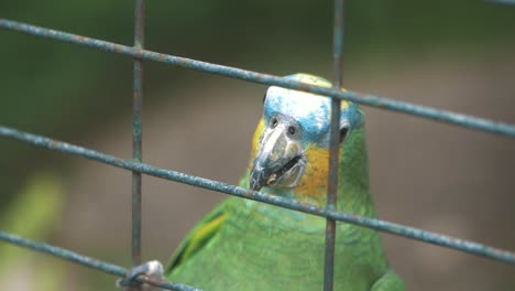 Cerca-De-Un-Loro-Colorido-Dentro-De-Una-Jaula-En-Cámara-Lenta-En-Ecuador,-América-Del-Sur