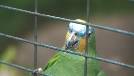 cerca de un loro colorido dentro de una jaula en cámara lenta en ecuador, américa del sur