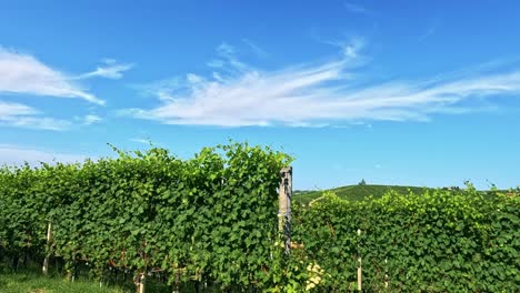 lush vineyards under a clear blue sky