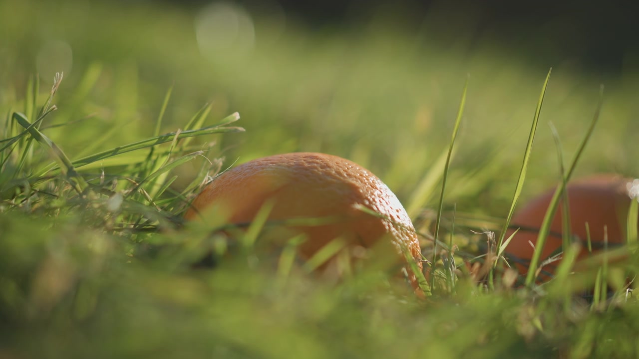 Fresh Oranges Resting in Green Grass