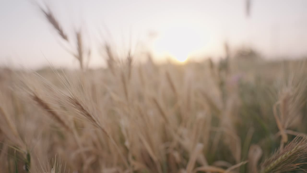 Gylden hvedemark ved solnedgang