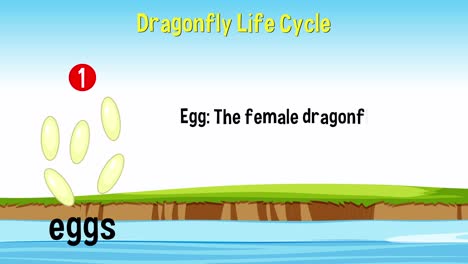 educational animation of a dragonfly's developmental stages