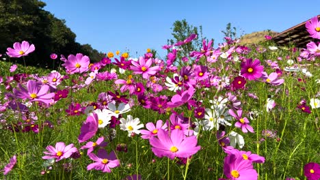 las flores coloridas se balancean en la suave brisa