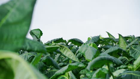 plantación de tabaco verde. hojas balanceándose en el viento