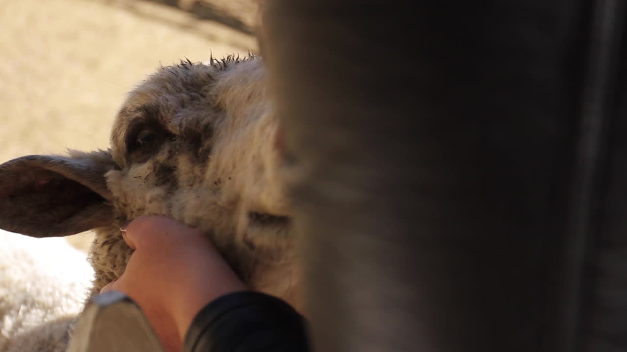농장에서 여자 애완 동물 양