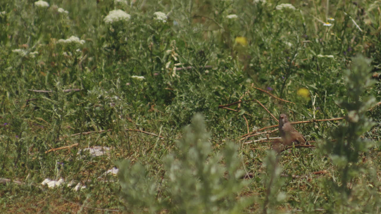 pájaro gorrión descansando sobre la ramita en campos verdes