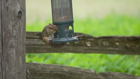 closeup shot of a wild chipmunk feeding from a metal bird feeder