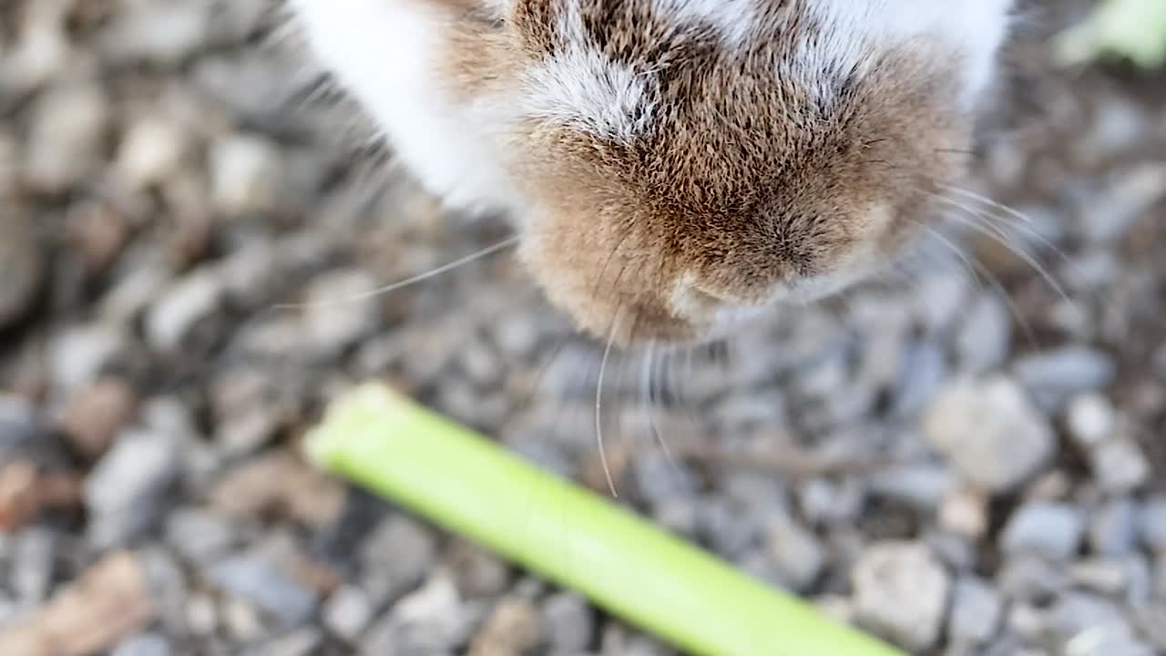 A rabbit with brown and white fur munches on celery while sitting on a gravel surface.