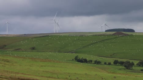 Ganadería-Ovina-Y-Aerogeneradores.-Powys.-Gales.-Reino-Unido