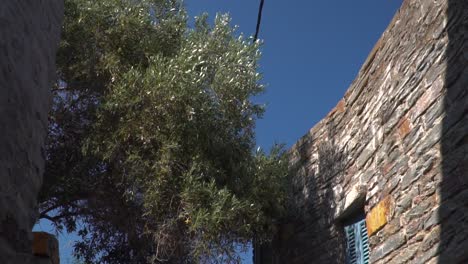 Tilt-down-over-old-brick-houses-and-olive-tree-in-mediterranean-alley-SLOW-MOTION