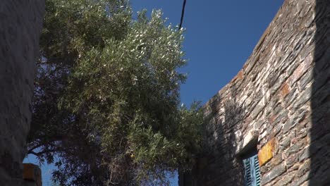 inclínese hacia abajo sobre casas de ladrillo antiguas y olivo en callejón mediterráneo a cámara lenta