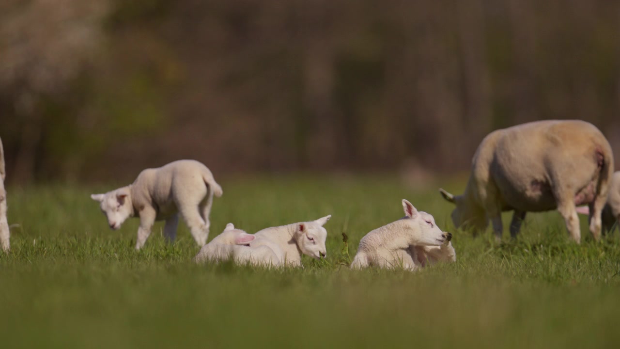 Gregge di pecore con molti agnelli in un campo verde brillante, sdraiati per un pisolino mentre le pecore adulte pascolano nelle vicinanze, primo piano.