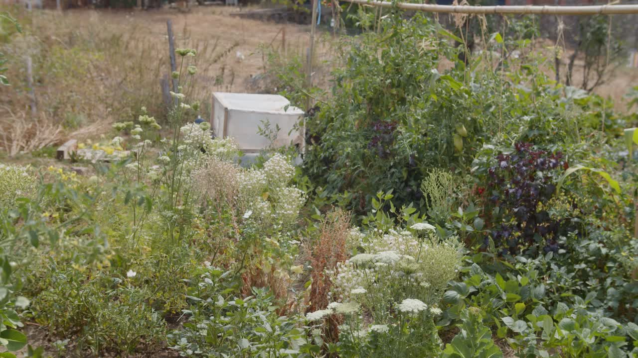 화창한 날 들판에 있는 무성한 식물 위로 날아다니는 나비 - 와이드 샷
