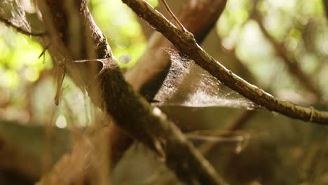 Close-up-focus-rack-of-empty-woods-with-spiderweb-moving-with-the-wind