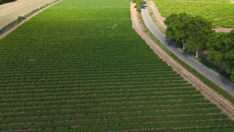 Los-Cautivadores-Viñedos-De-Pouzilhac-Revelan-Un-Paisaje-Fascinante,-Vista-Aérea