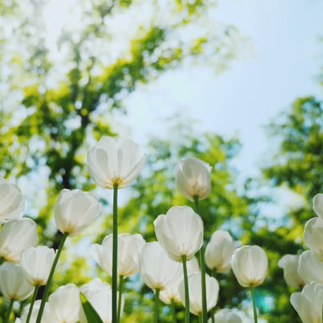 low angle shot: beautiful white tulips against the blue sky