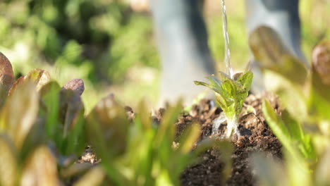 watering organic lettuce plant in a garden during suny morning