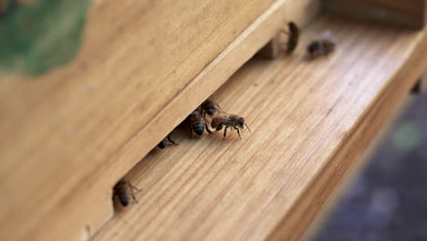 close-up of bees entering and exiting a beehive